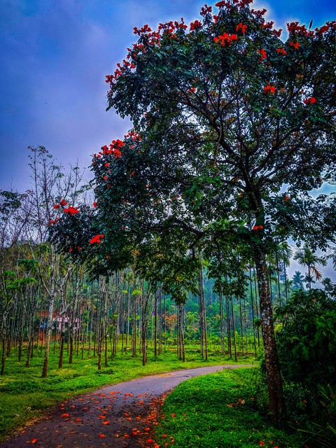 nature
