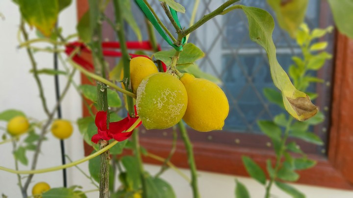 Lemon