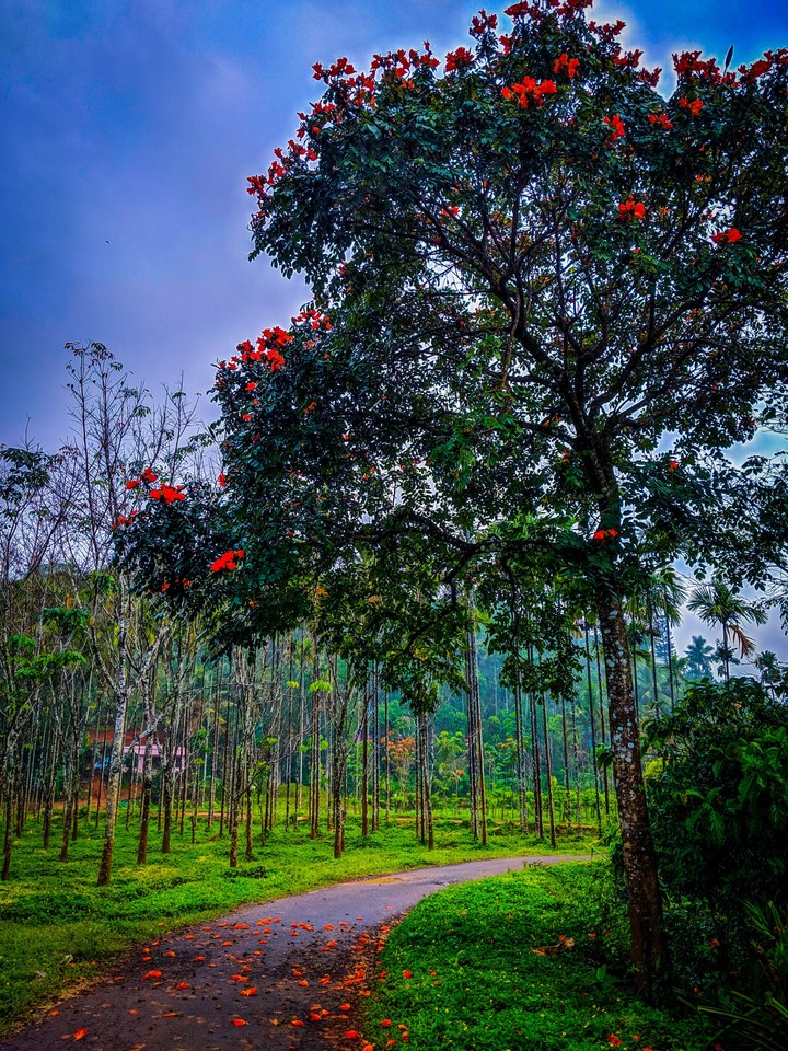 nature