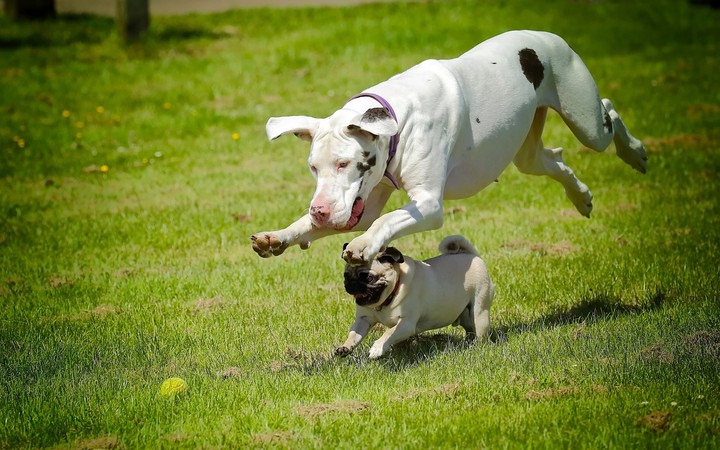 protect babydog