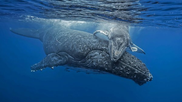 the whale