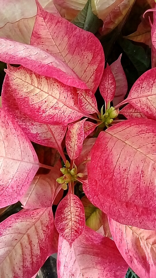 natal