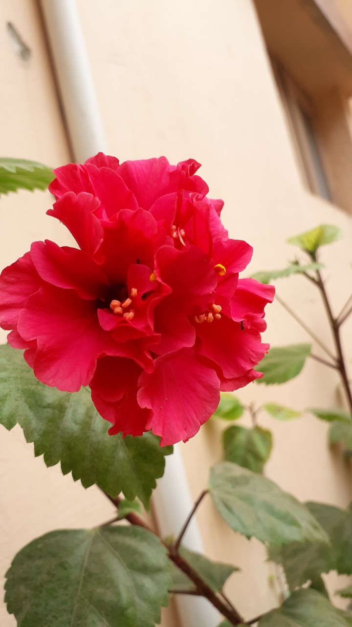 my garden flowet