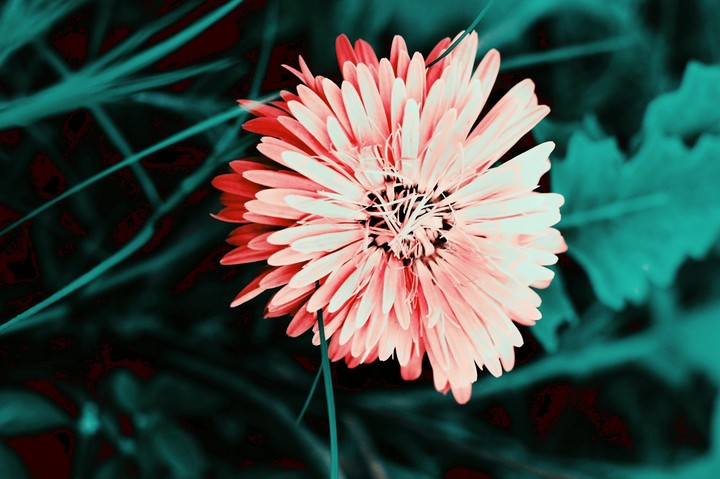 flower in pink