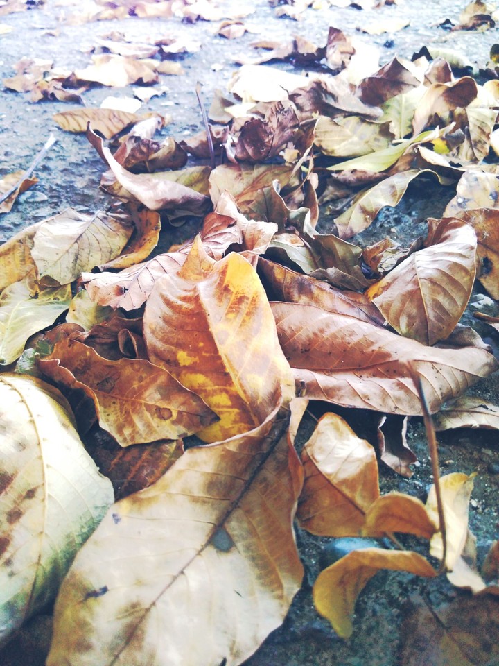 leaf