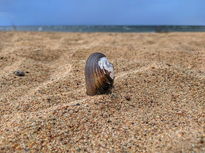 sea ​​shell ocean sand beach