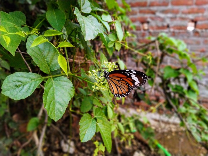 butterfly
