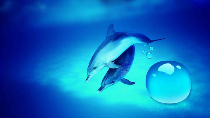 dolphin