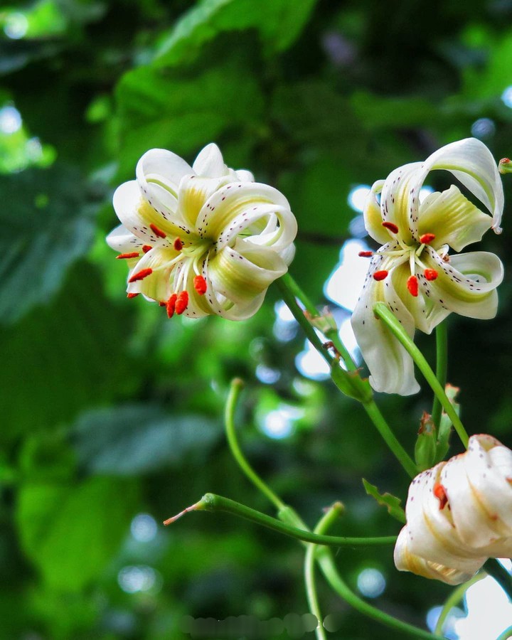 White  Sussan flowers ⚪❤ Damash city in north Iran ❤