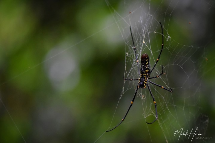 Spider