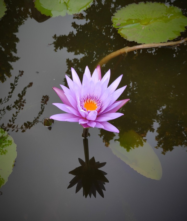 blue lotus