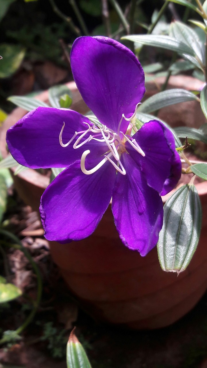 flower