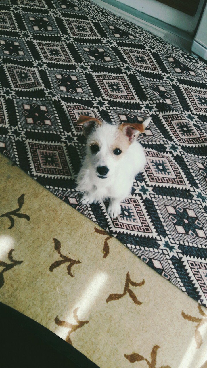 Yavru sevimli Köpek