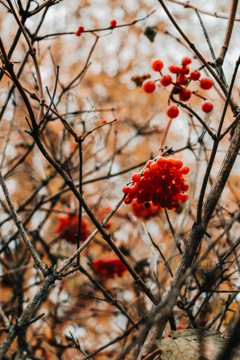 rowan, produce háttérképek