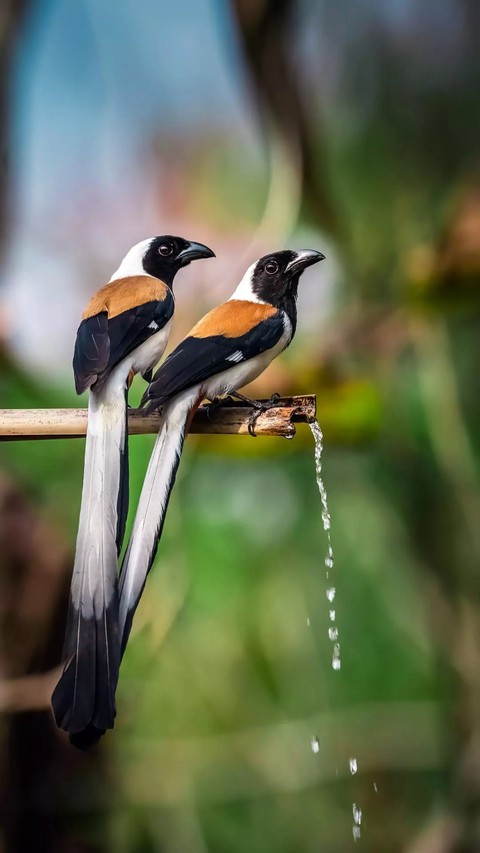 birds