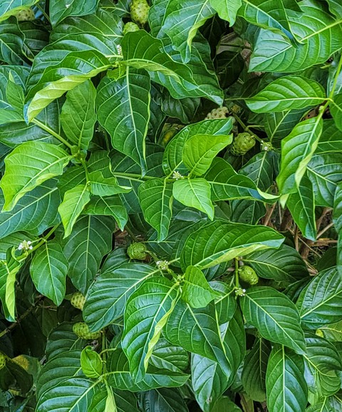 verde verde