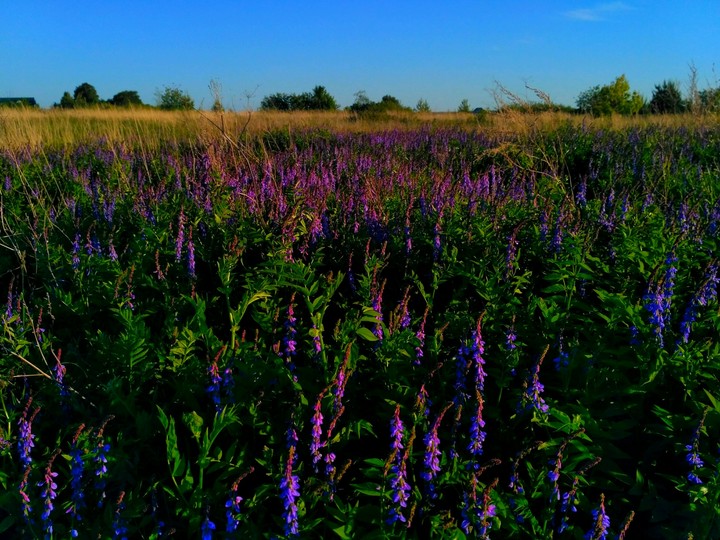 violet field