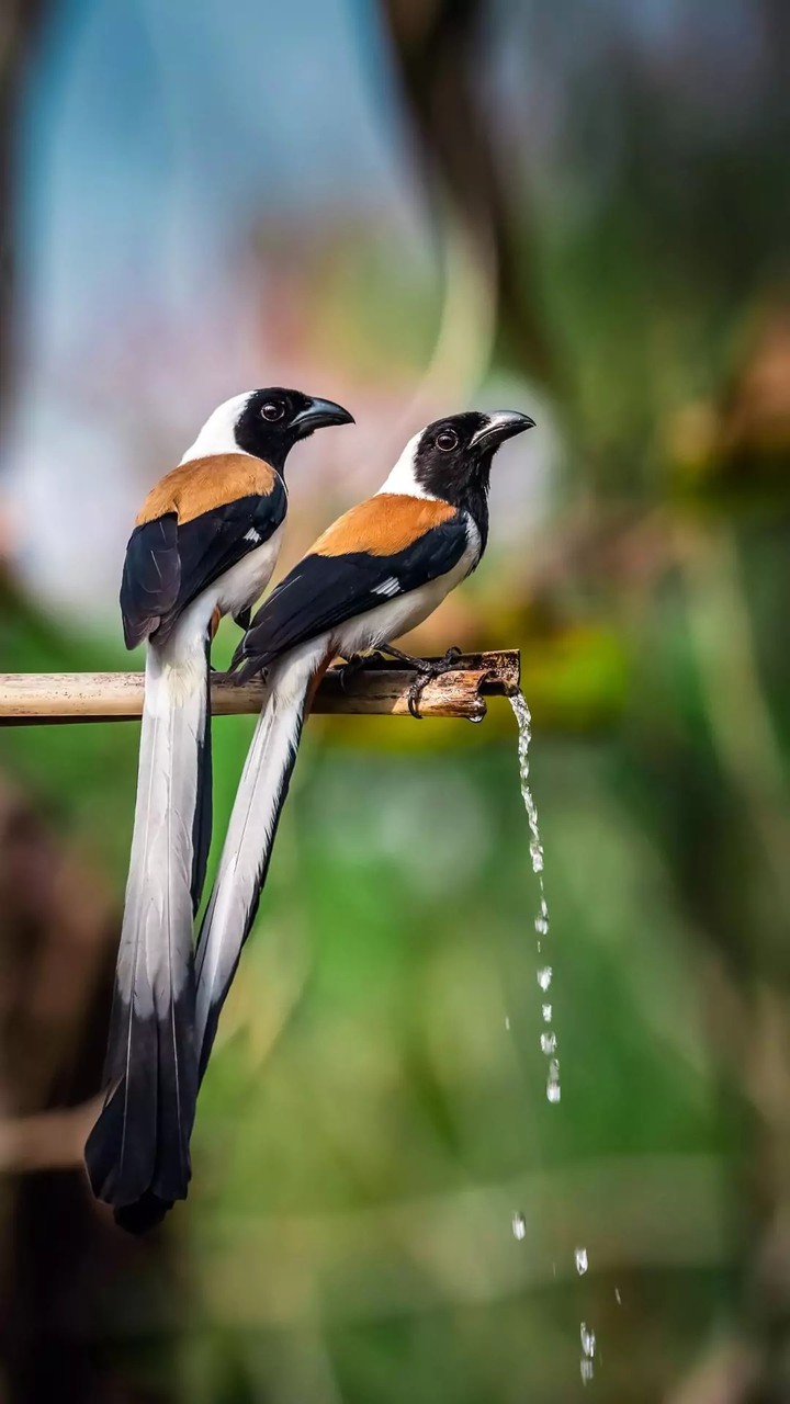 birds