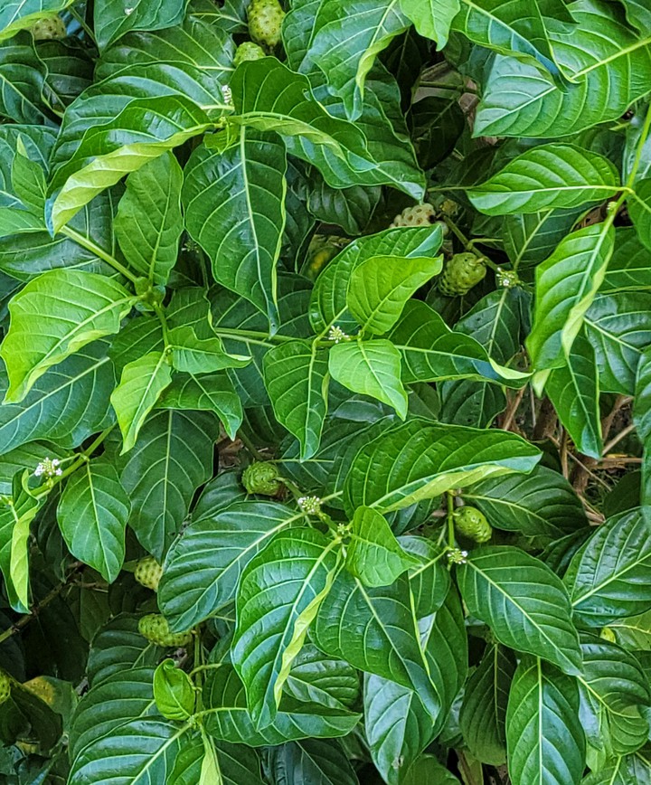 verde verde