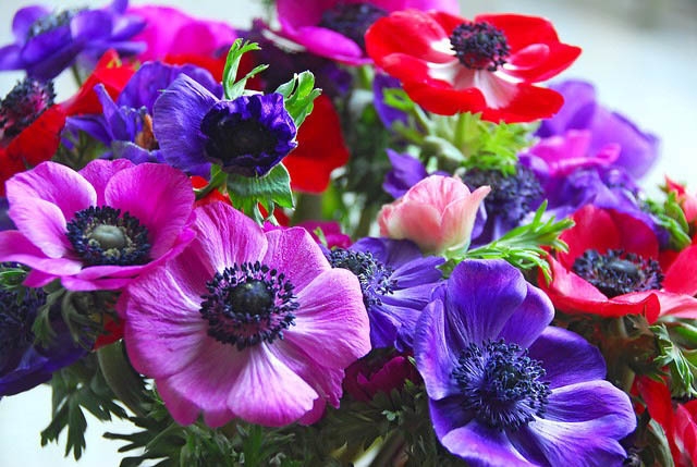 anemone