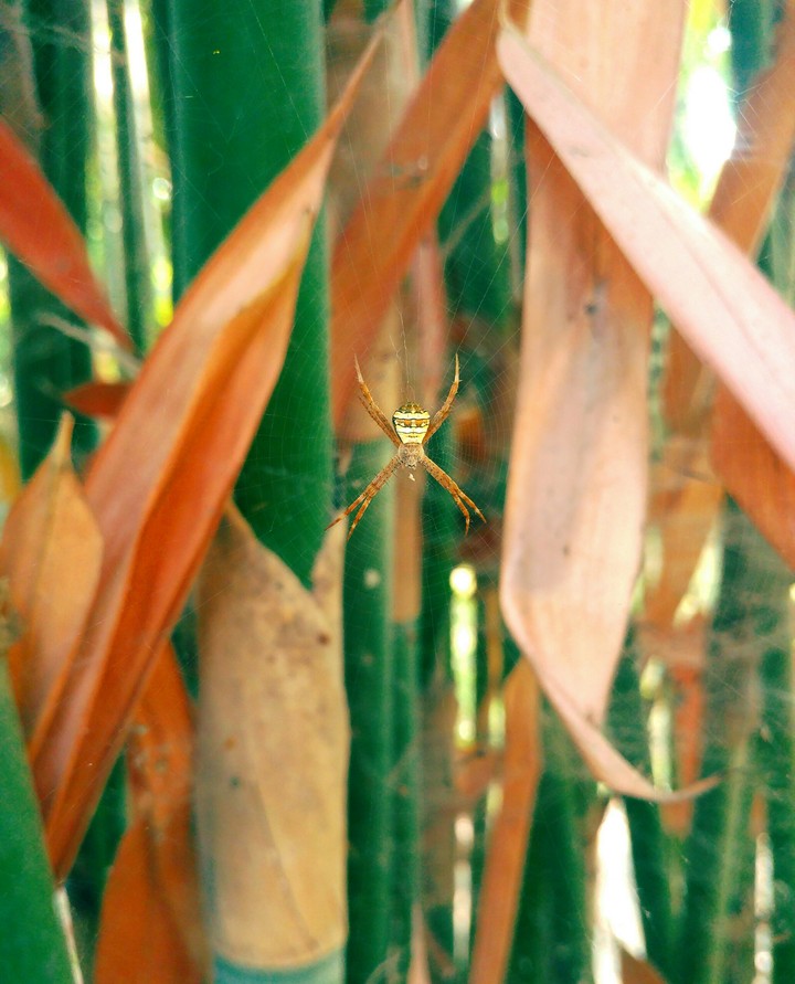 Mobile photography