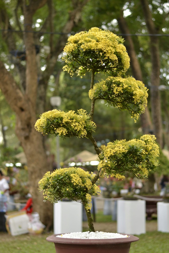 flower