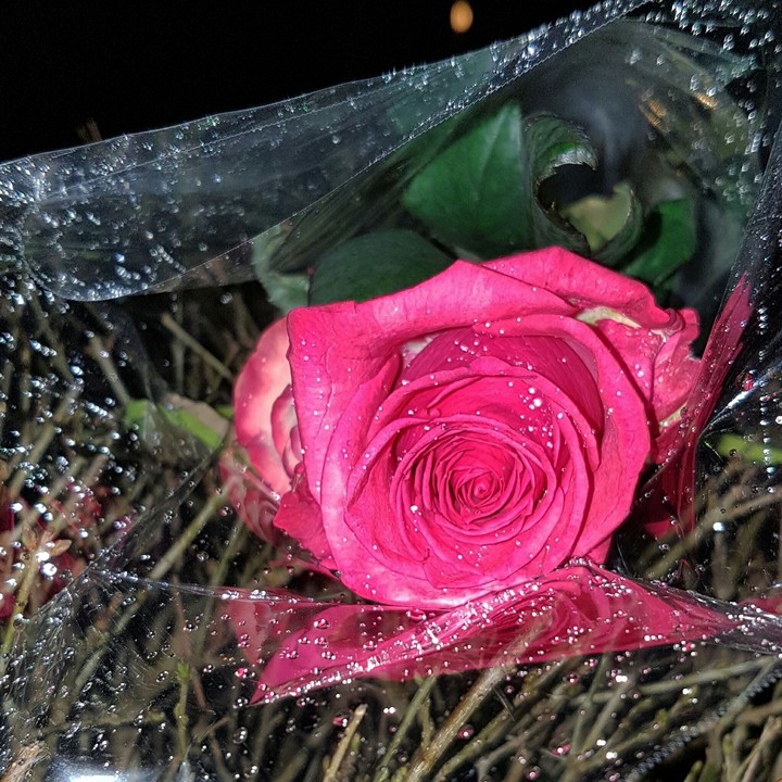 rose