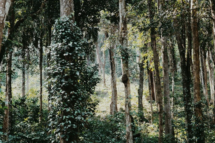 Forest