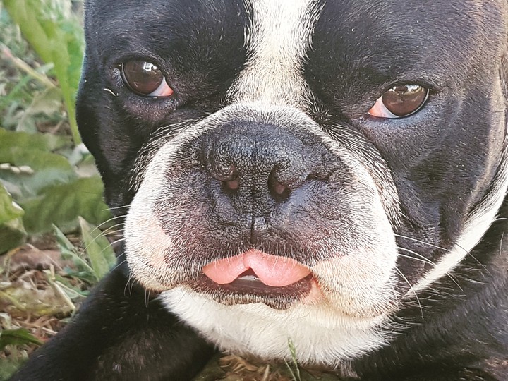 Gucci frenchie dog