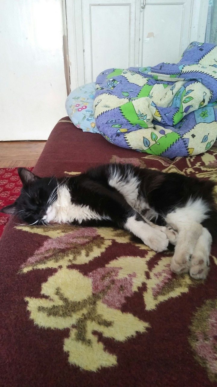 мой кот