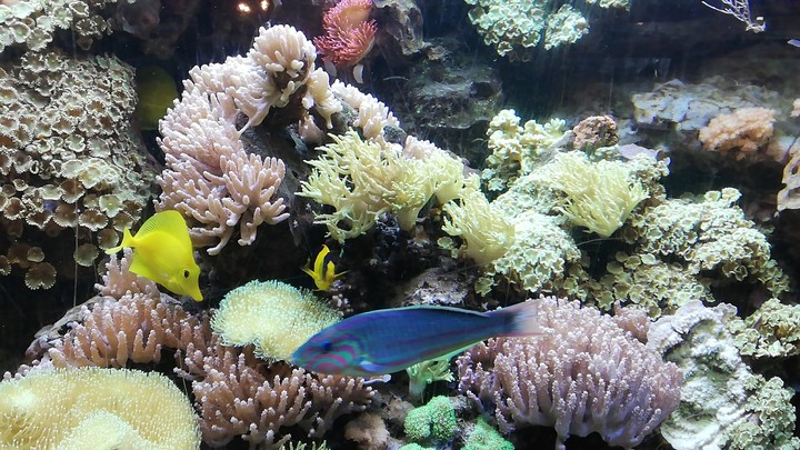 Aquarium