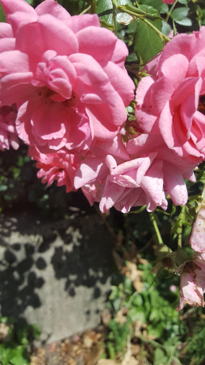 blumen