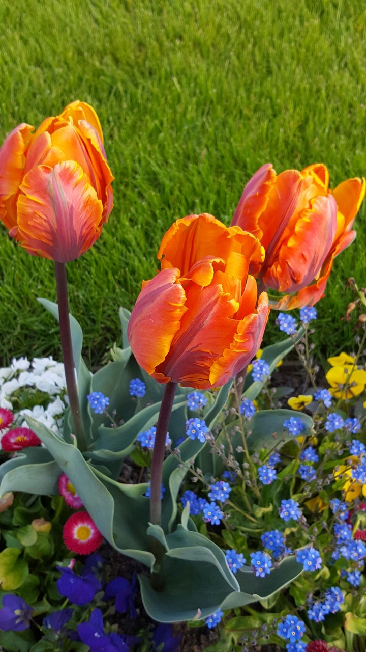 Tulpenblüte in Pillnitz