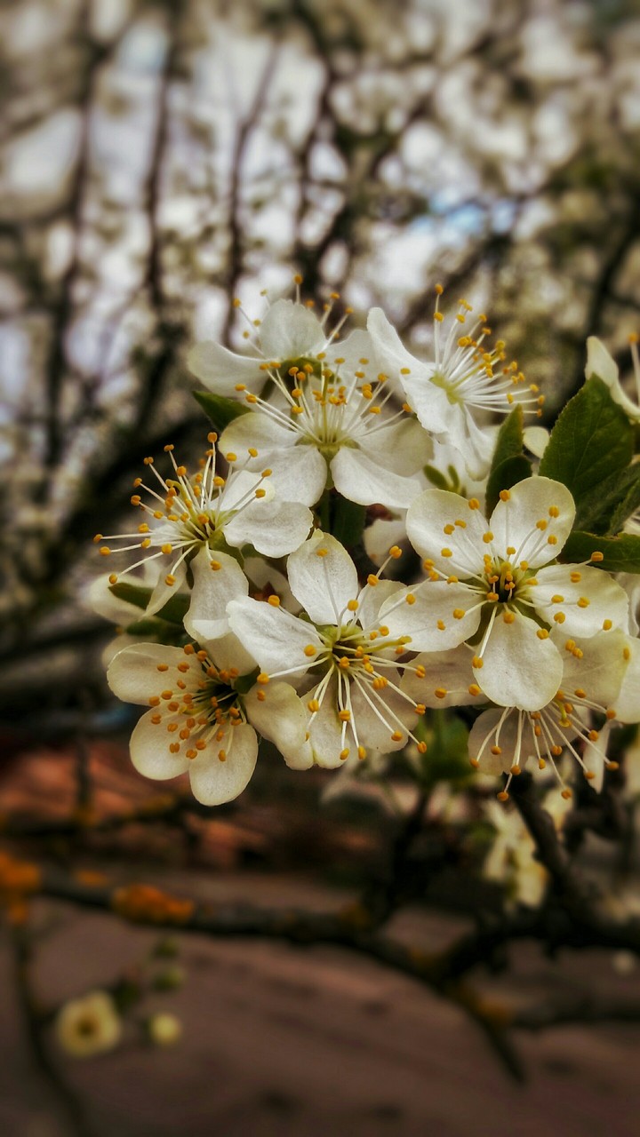 Cherry