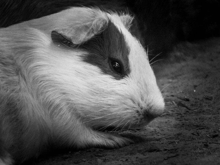 Guinea Pig