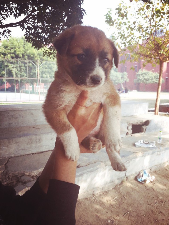innocent puppy