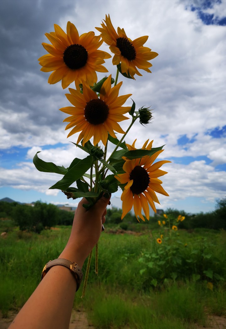 Namibian sunflowers