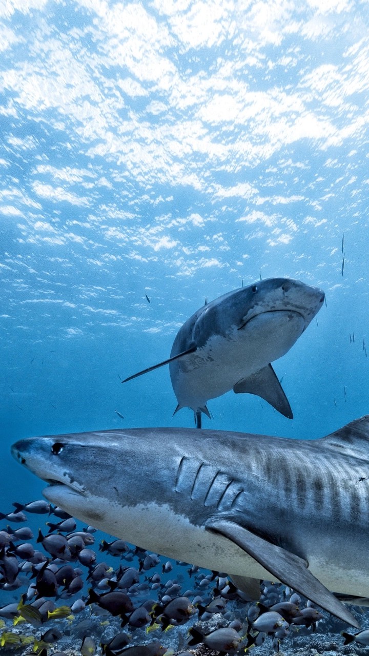 baby shark