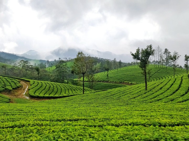 Tea Plantation