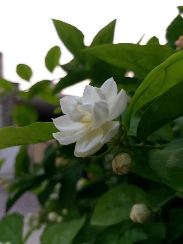 whit flower