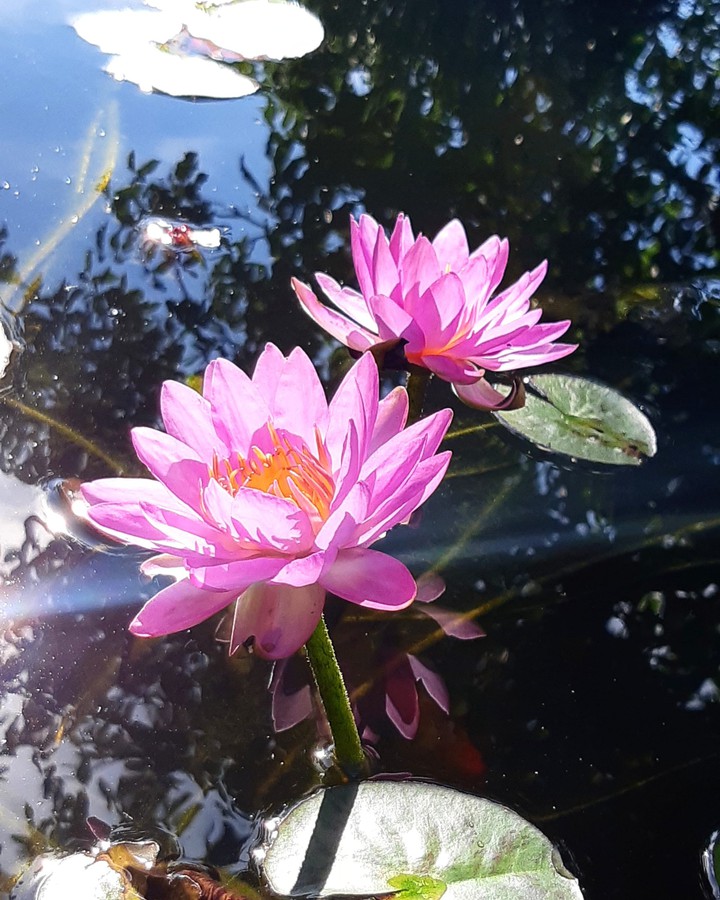 flower  water sky pink