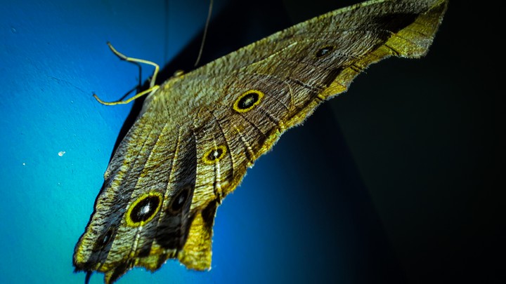 Moth