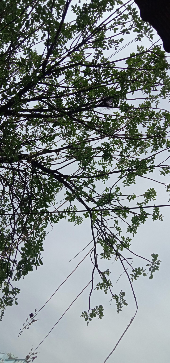 tree