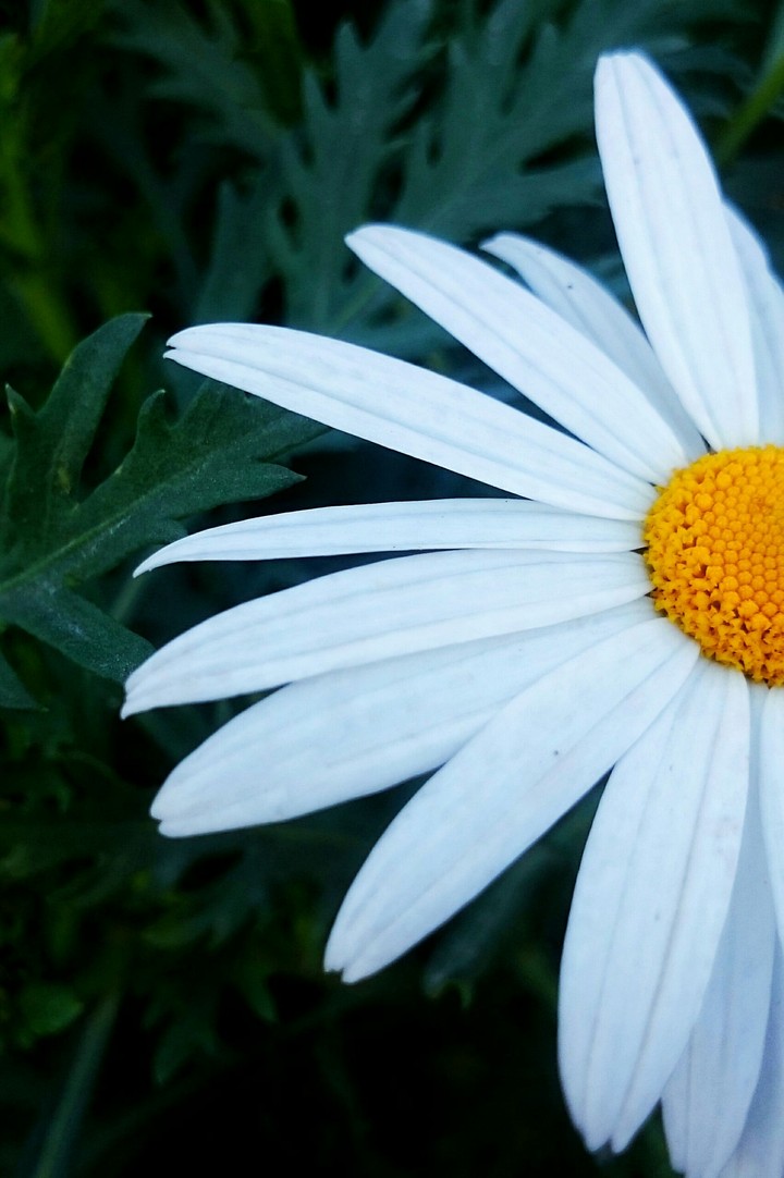 White flower 