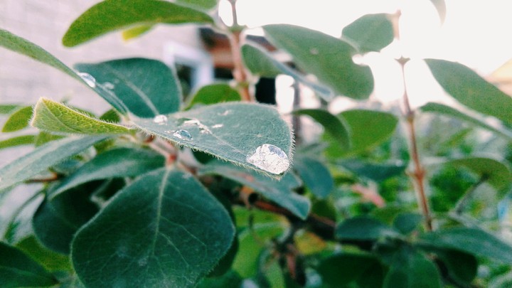 a drop of dew on a leaf