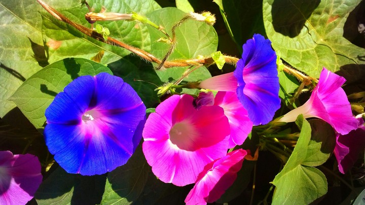 flowers