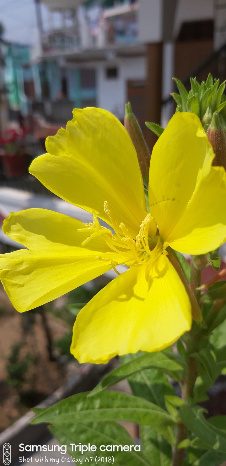 yellow flower
