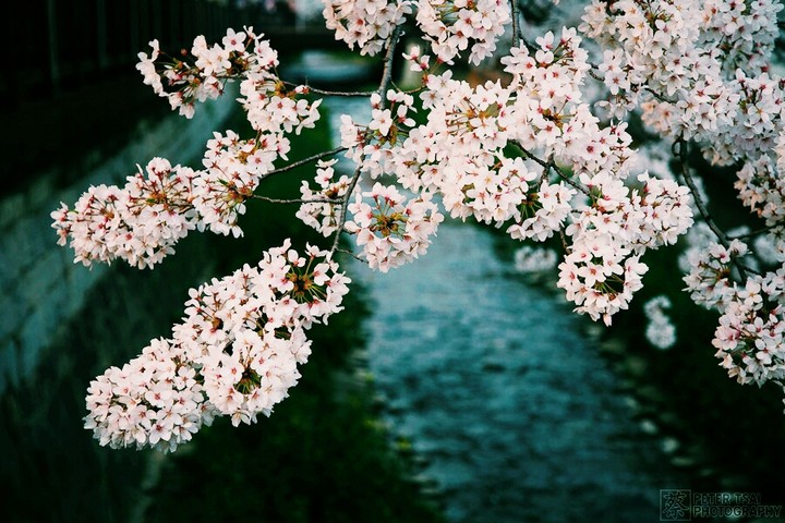 sakura