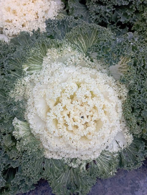 רקעים reef, vegetable