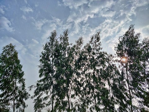 Evening sun